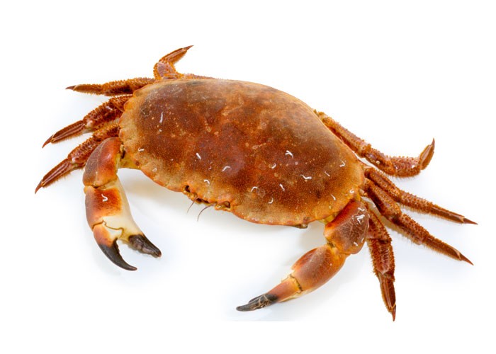 Crabs